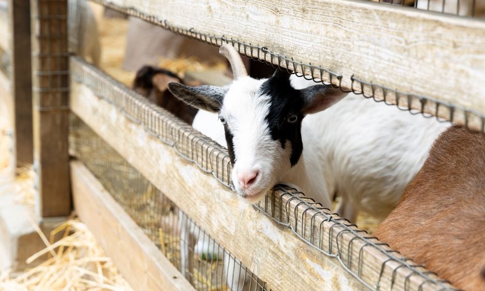 goat with livestock fencing