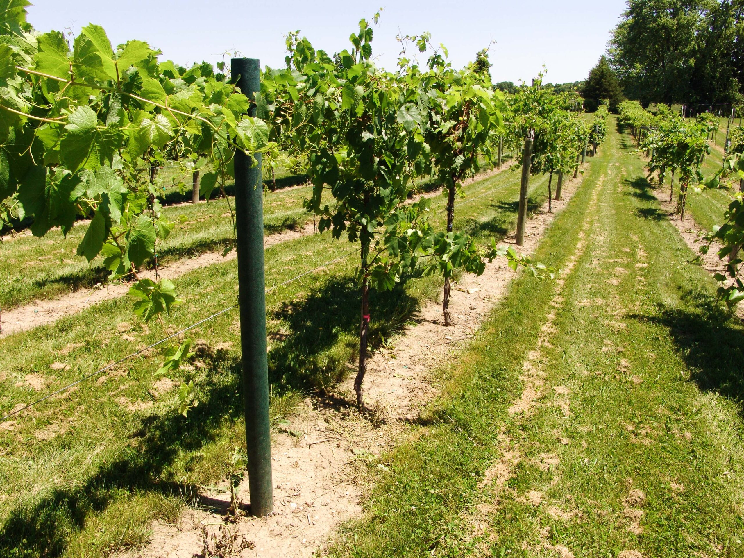 vineyard stakes