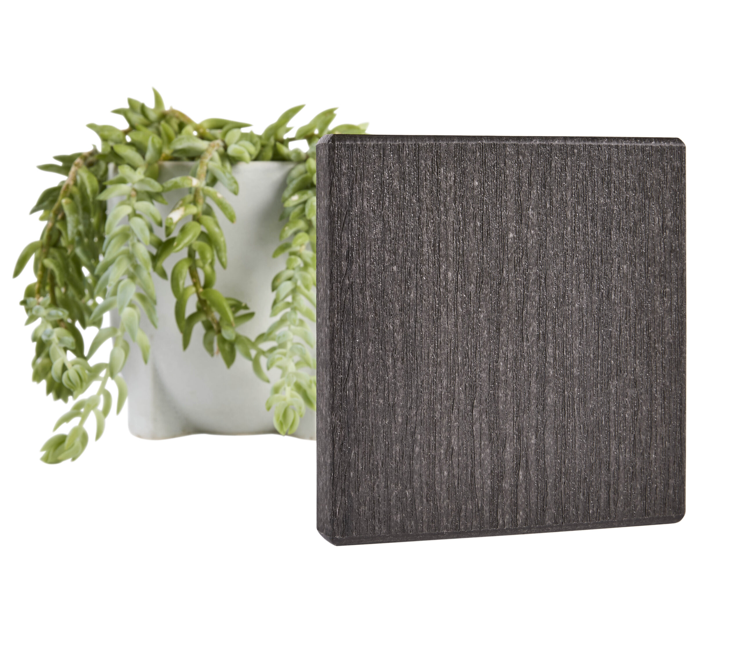 Tangent_Licorice_Beauty_2